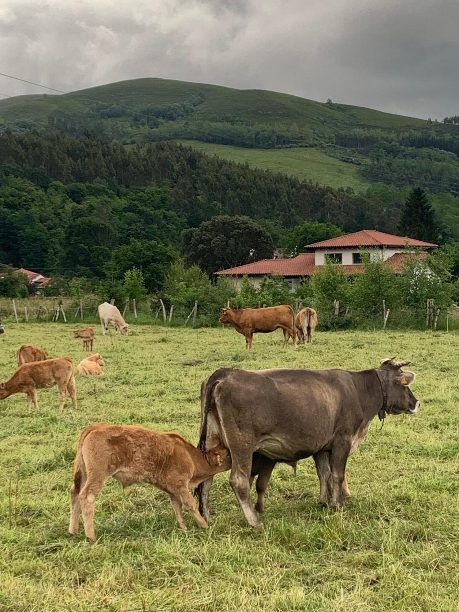 Vila Remanso Del Rio Saja Renedo De Cabuerniga Exteriér fotografie